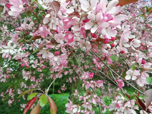 Jabłoń ozdobna „Makowieck”i lub „Kobendza”