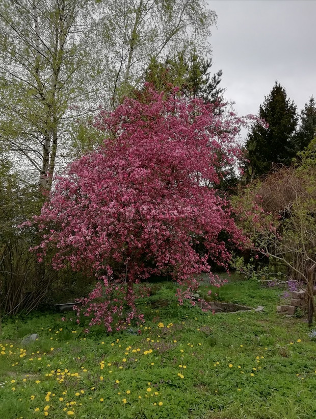 Jabłoń ozdobna „Makowieck”i lub „Kobendza”