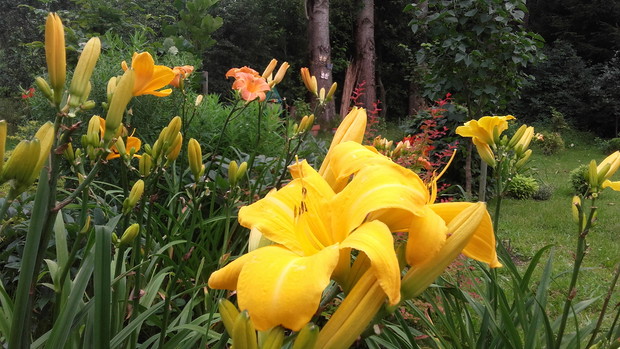 Kolekcja polskich odmian liliowców ojca  Stefana Franczaka i wysokie topole