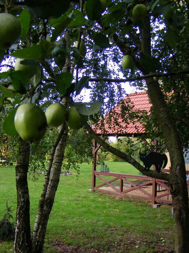 Kot, owoce jabłoni i altana