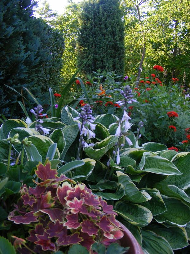 Kwitnąca hosta i firletka chalcedońska 'Red' Lychnis”