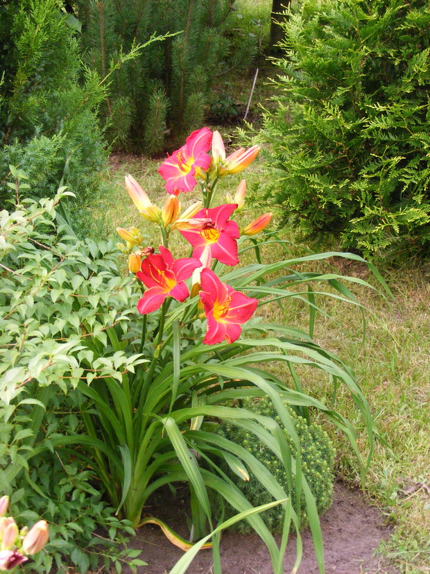 Liliowiec „Major Hubal”