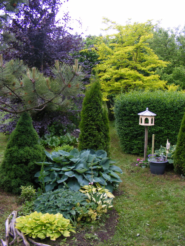 Mała kolekcja host , w tle glediczia trójcierniowa „Sunburst”