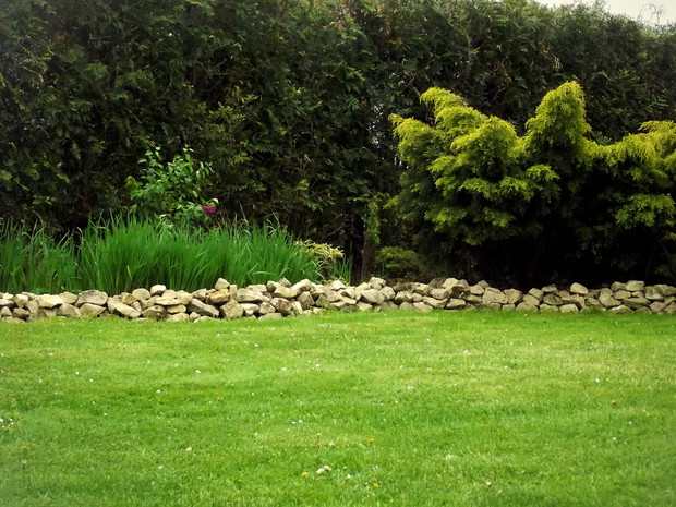 Młody lilak w szmaragdach