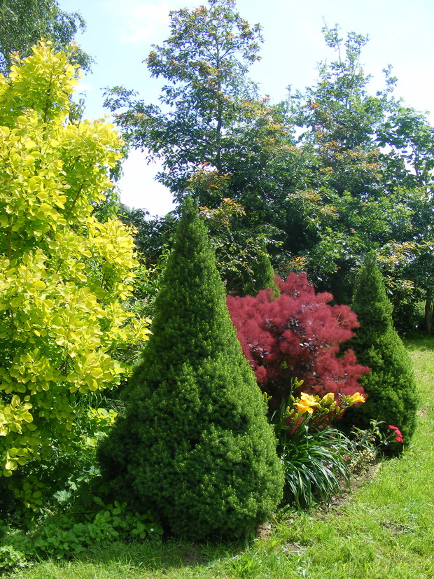 Perukowiec podolski  „Golden Spirit” i „Coniki”