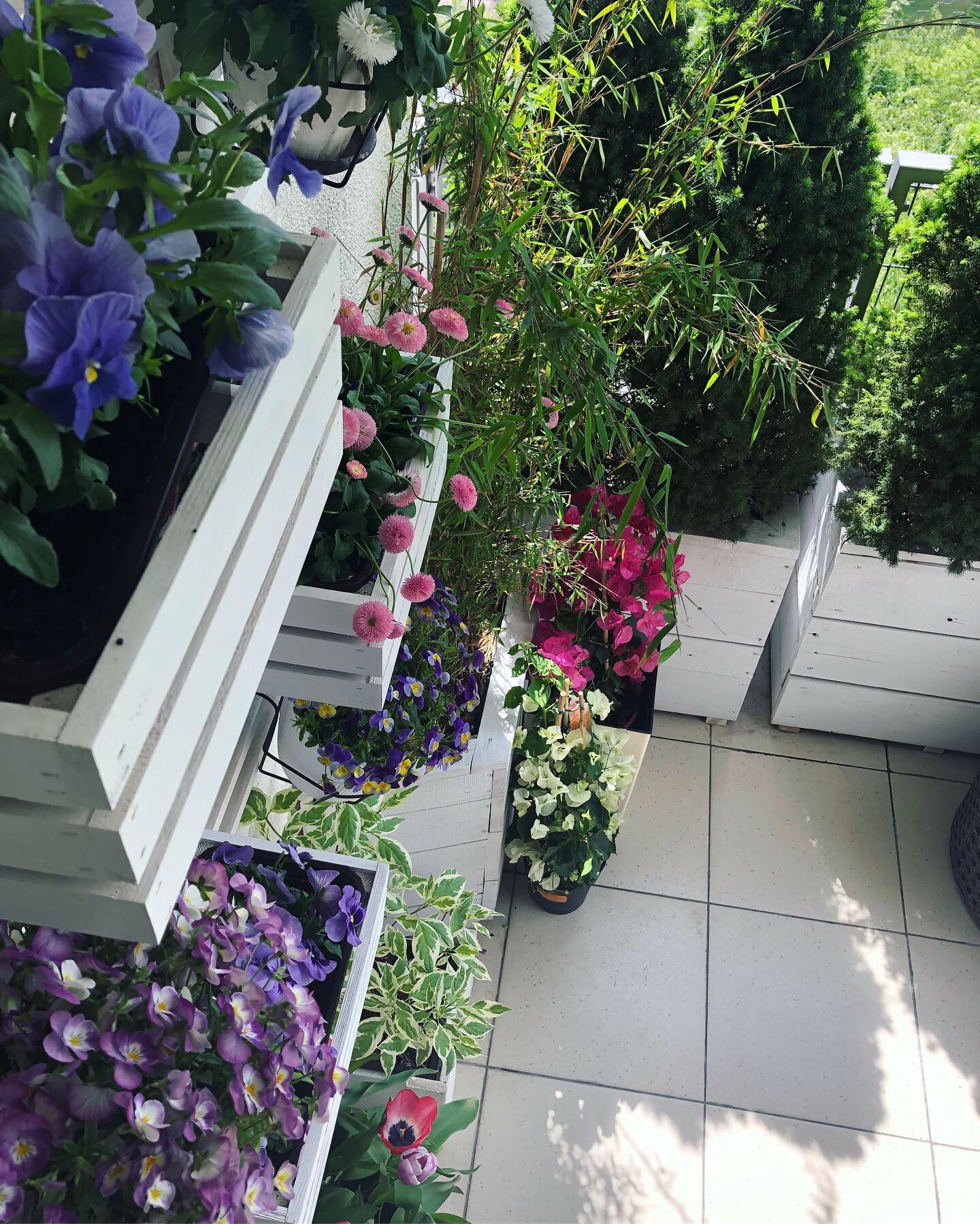 Pionowy ogród w doniczkach