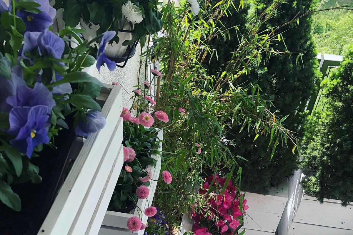 Pionowy ogród w doniczkach