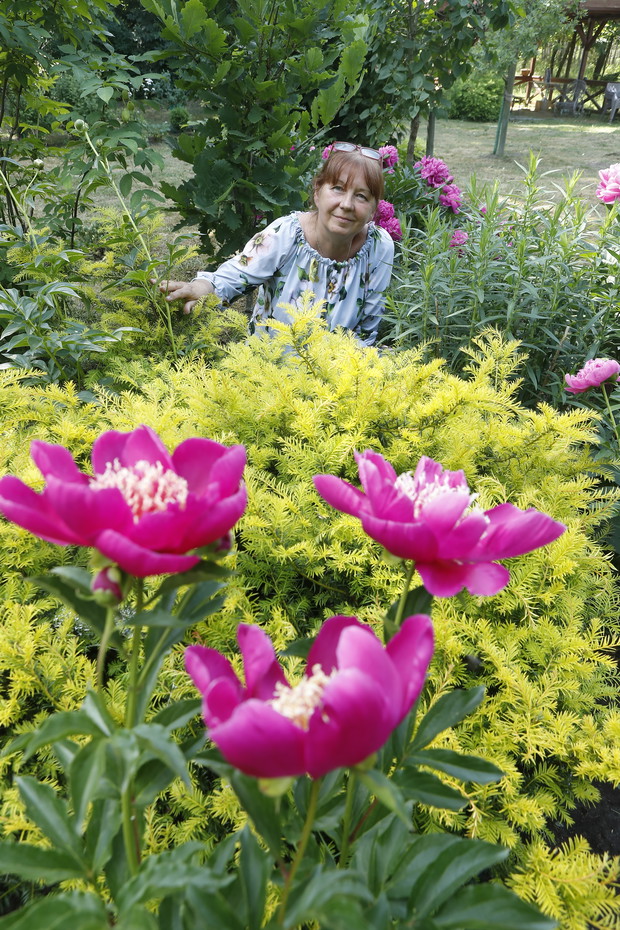 Polskie odmiany piwonii i cis Brzeg