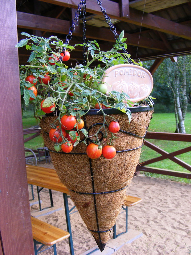 Pomidorek „Maskotka”