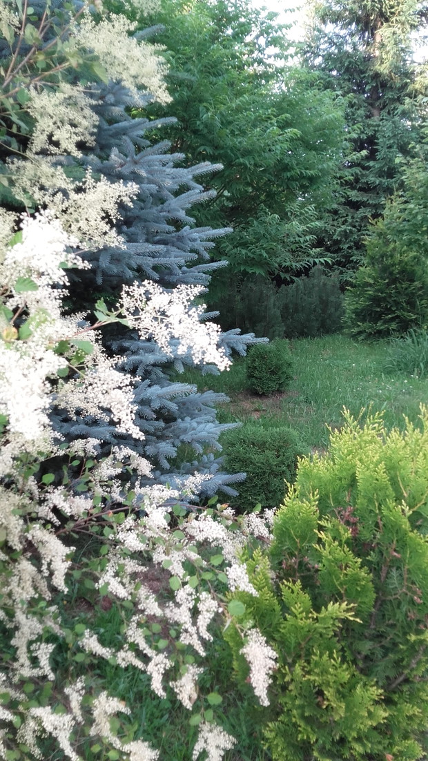 Pustokrężnik kwiecisty, świerk kłujący, żywotniki Hoseri’ i korkowiec amurski