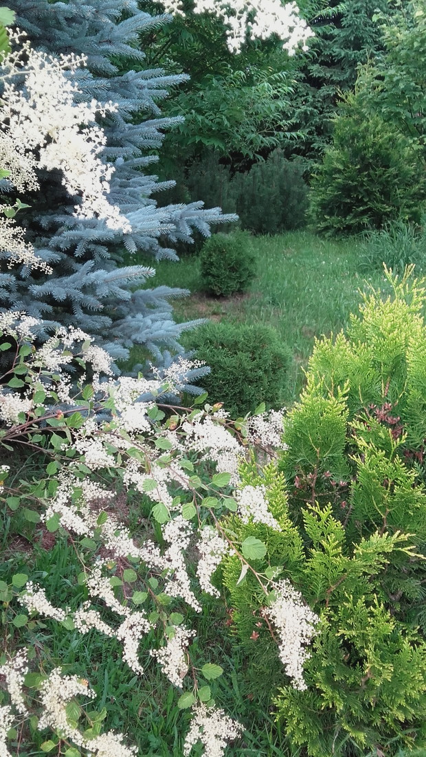 Pustokrężnik kwiecisty, świerk kłujący, żywotniki Hoseri’ i korkowiec amurski