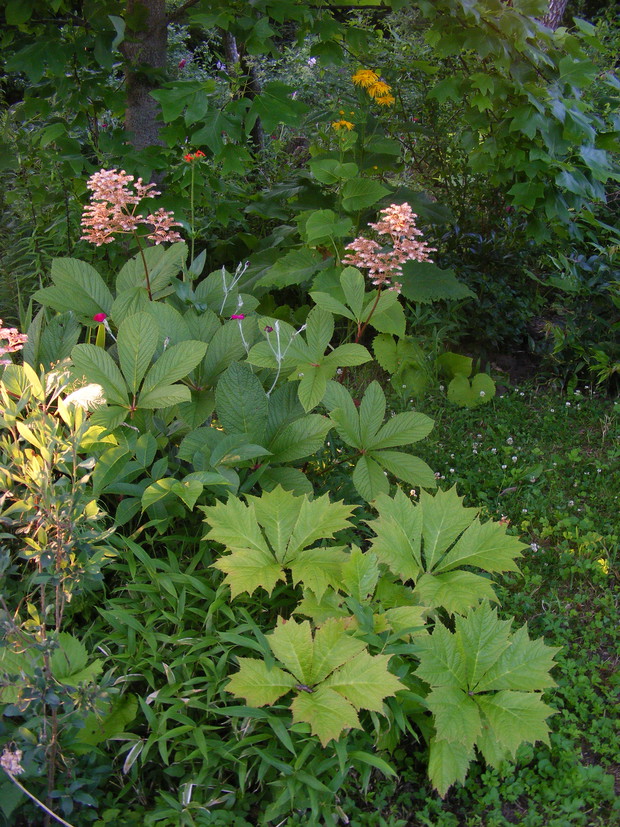 Rodgersja stopowcolistna  i kasztanowcolistna