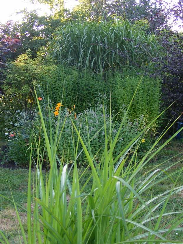 Skupina miskatu chińskiego „Giganteus”, dzielżanów ,  mięt i liliowców