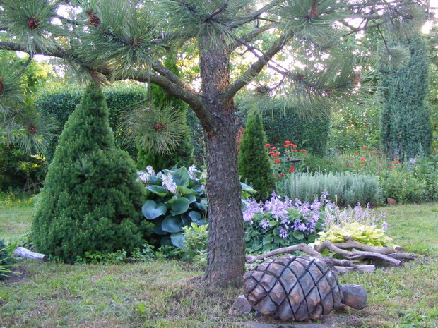 Sosna żółta i „jej szyszka”