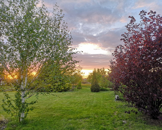 Spojrzenie z brzozowego zagajnika