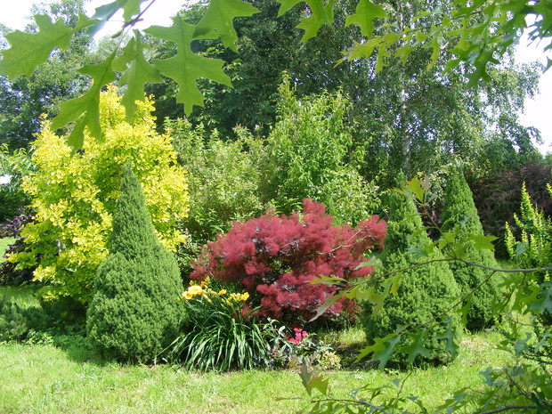 Świerki białe „Conica” ,  perukowce, z tyłu dereń jadalny.  Na pierwszym planie liście dębu błotnego bądź szkarłatnego