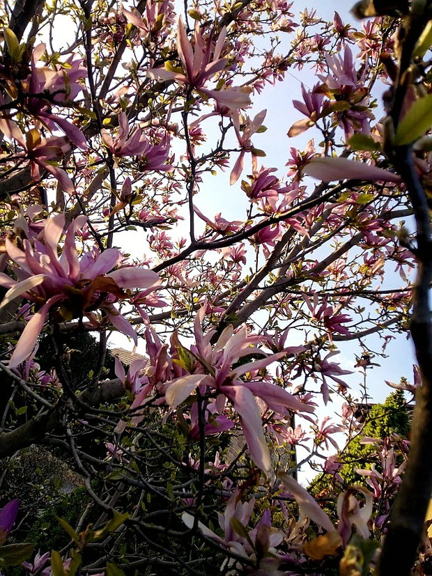 Świetlista magnolia