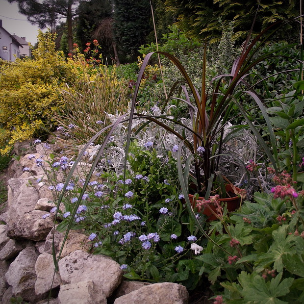 Trawa Vertigo na tle starca