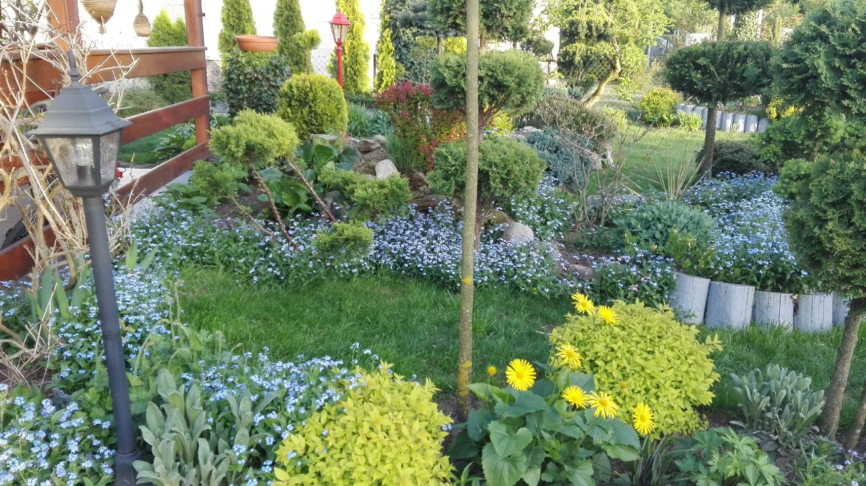 Wiosenne morze niezapominajek