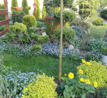 Wiosenne morze niezapominajek