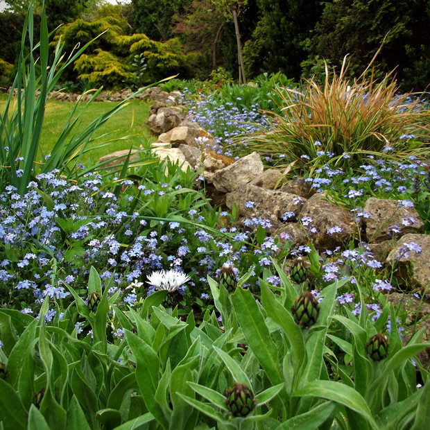 Wszędobylskie niezapominajki