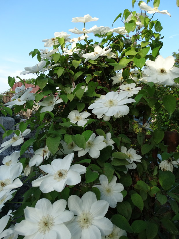 clematis