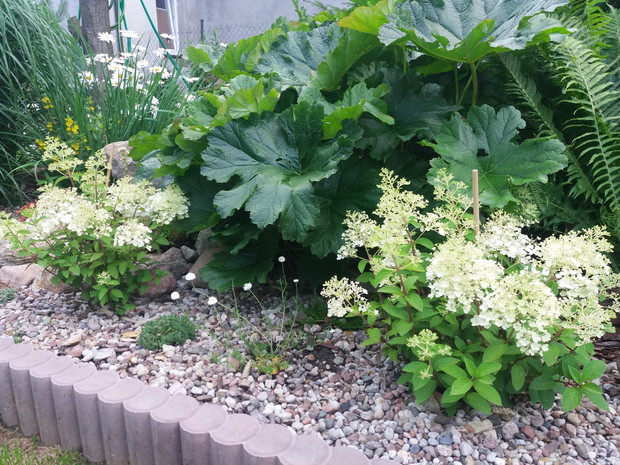 Hortensje bobo i tarczownica