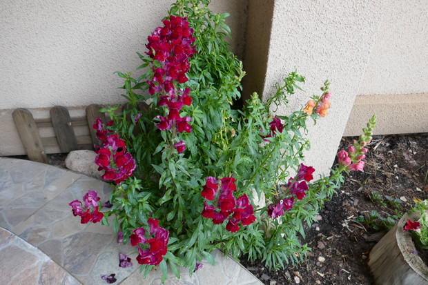 Lwia wielka paszcza :)