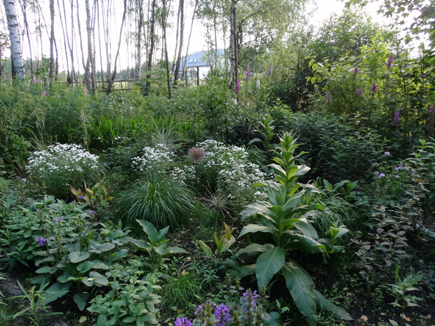 obsadzenia przy brzozach