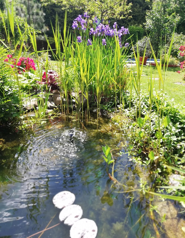 Rabata nad jeziorkiem ogrodowym