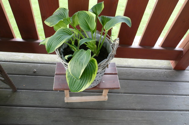 Tarasowa hosta