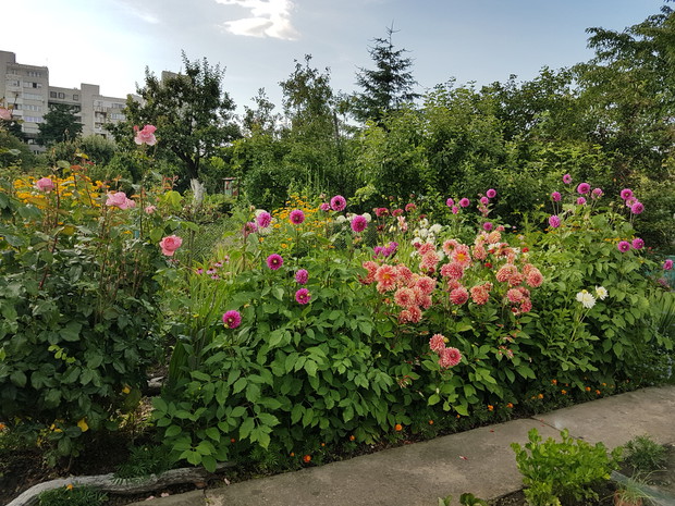 Dalie, aksamitki i róża