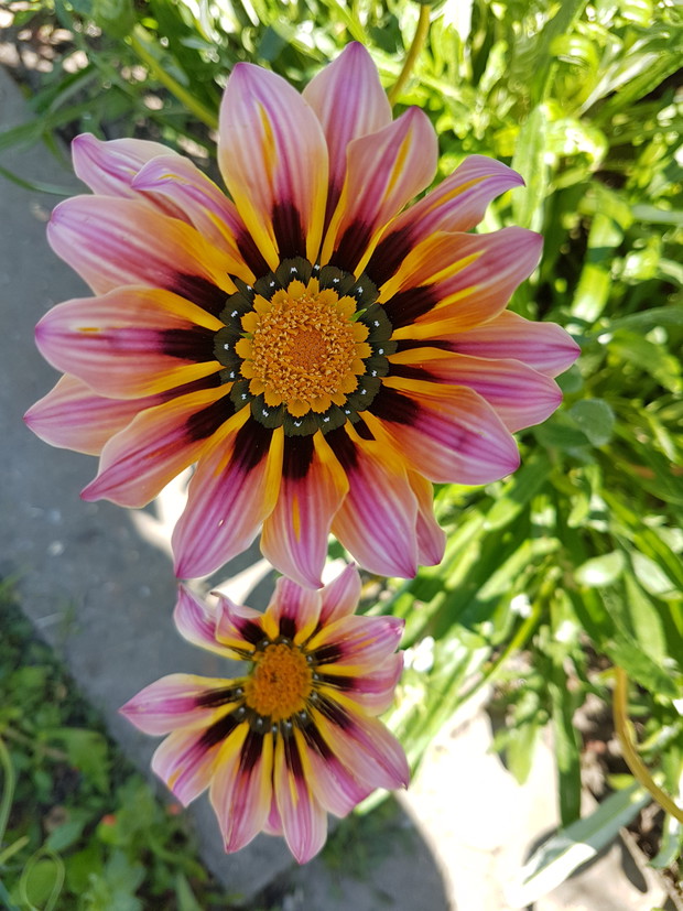 Gazania