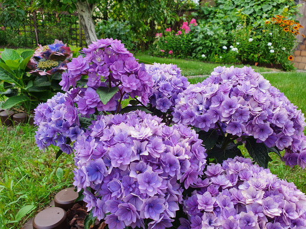 Hortensja Together Blue.