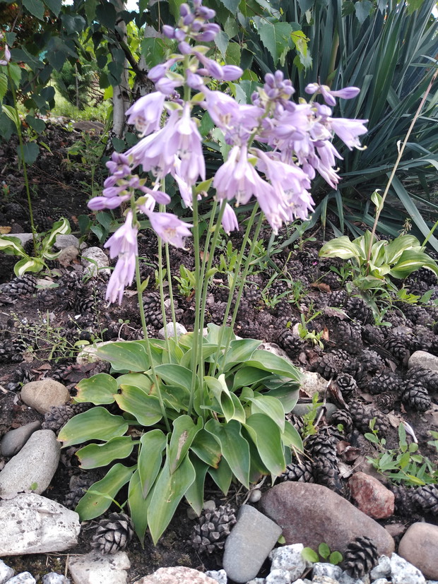 Hosta