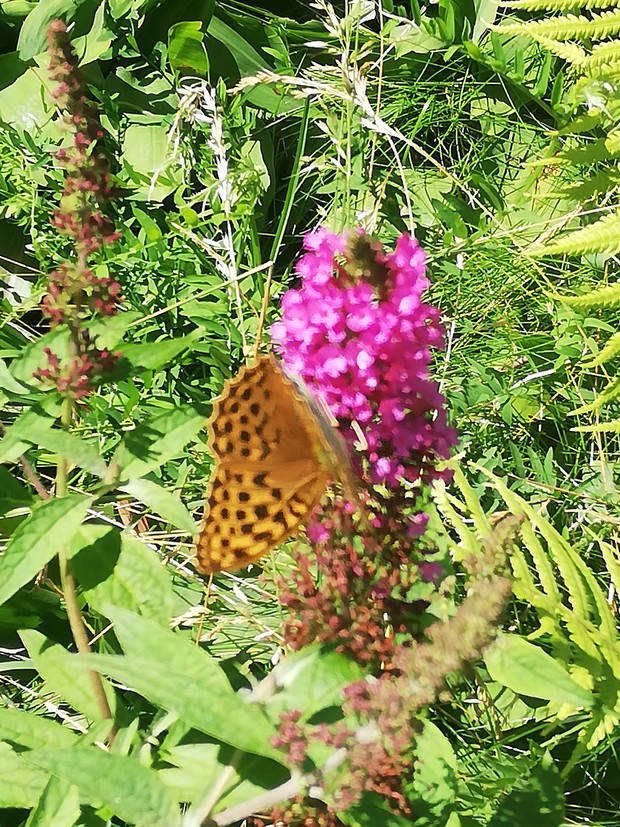 Instytut Zdrowia i Hortiterapii