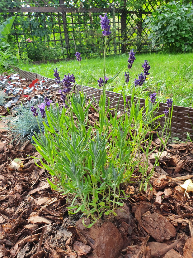 Lawenda wąskolistna.