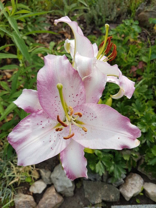 Lilia orientalna 'Brasilia"