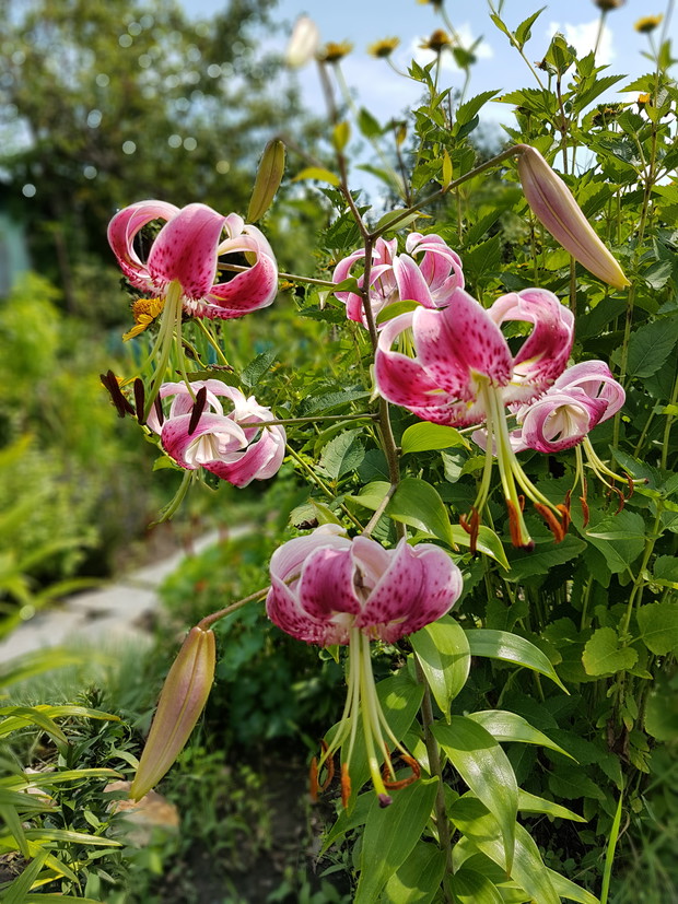 Lilia wspaniała 'Rubrum'