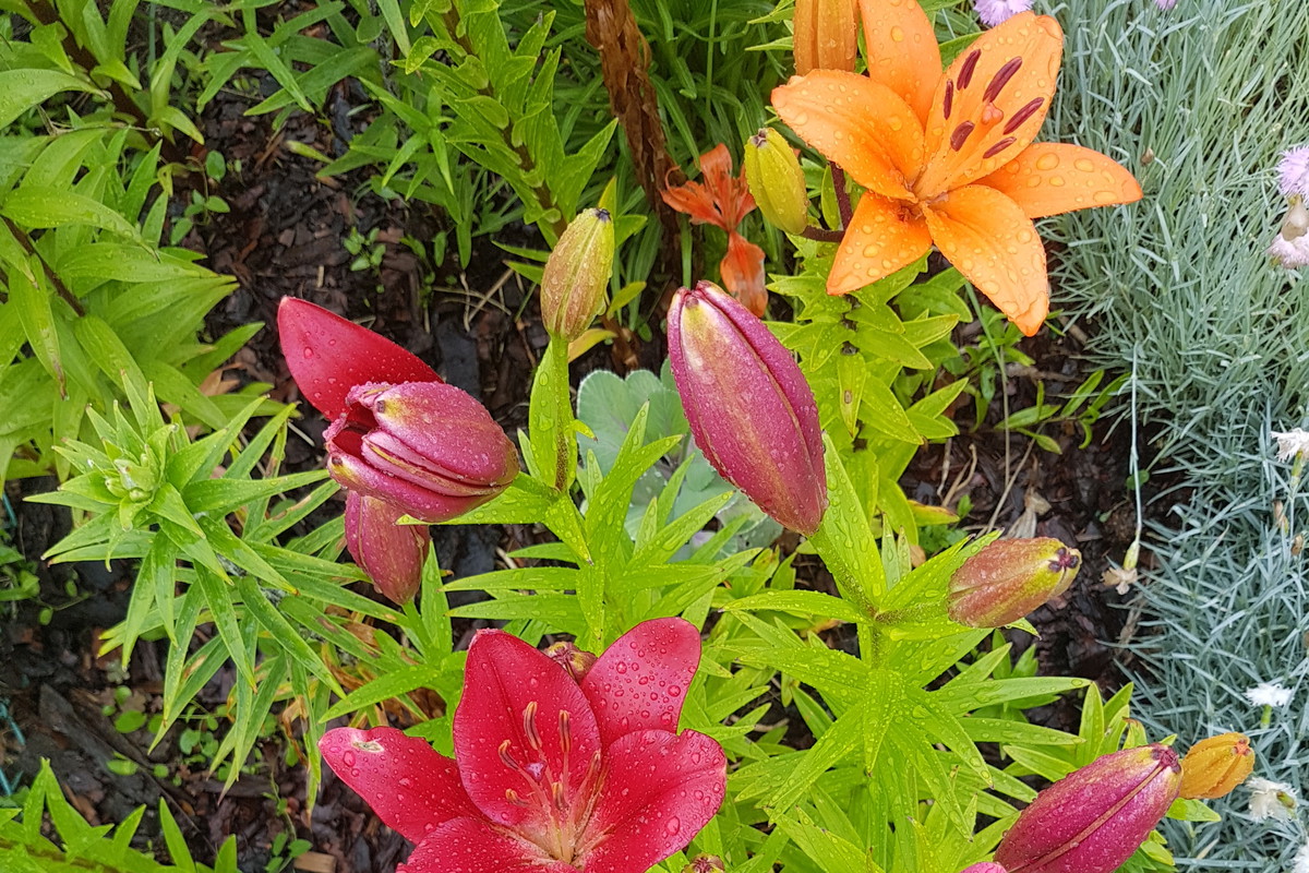 Liliowa rabata