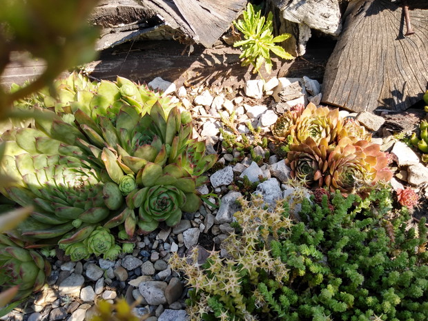 Rojnikowy skalniaczek