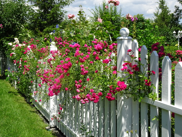 Różane szaleństwo