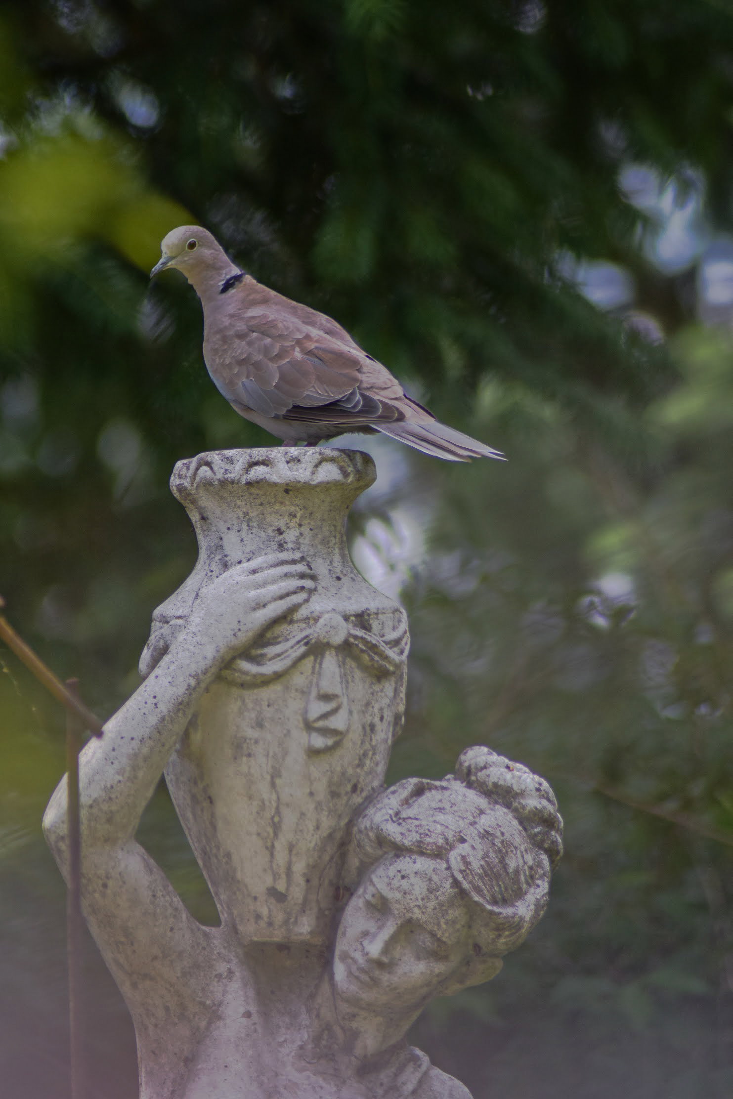 Skrzydlaci przyjaciele