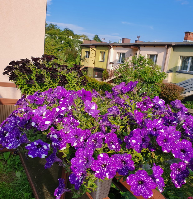 Surfinie Black Mamba oraz Sky Night.