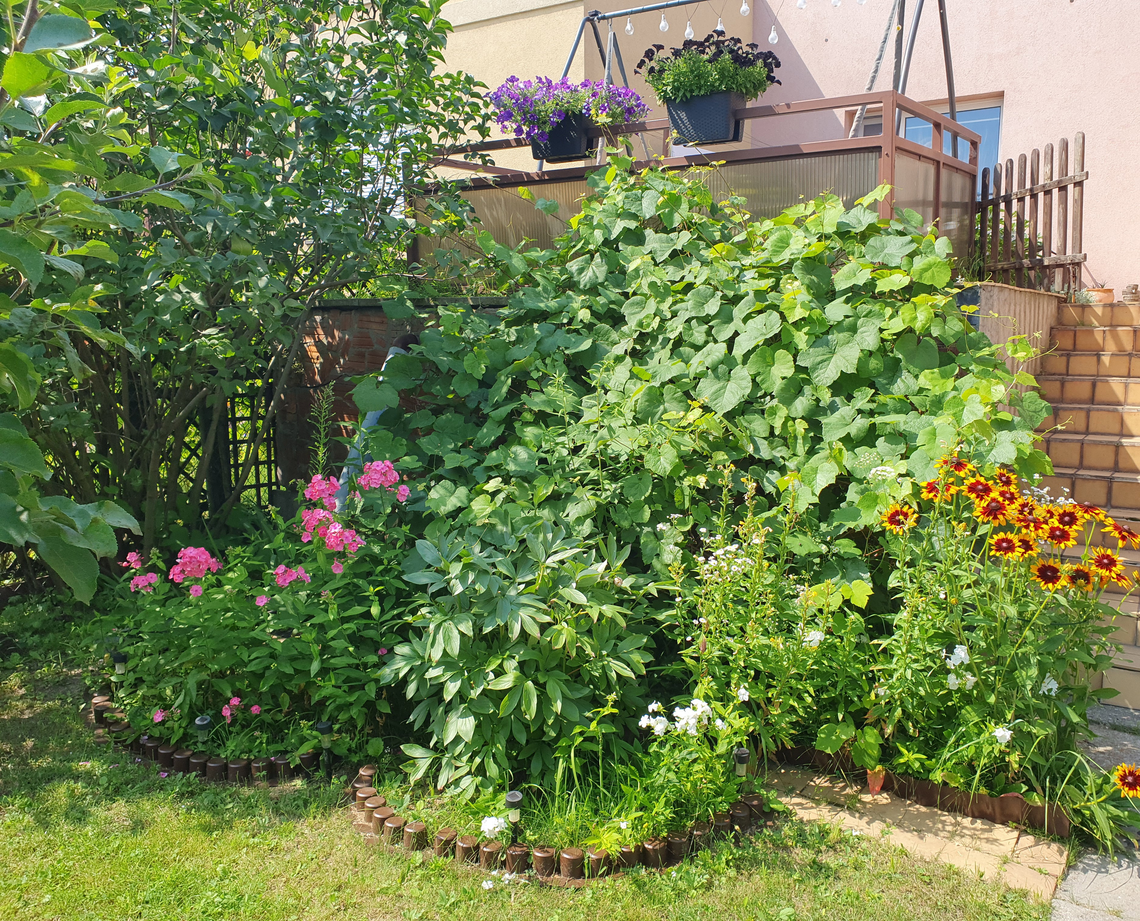 Taras w otoczeniu winorośli oraz kwiatów