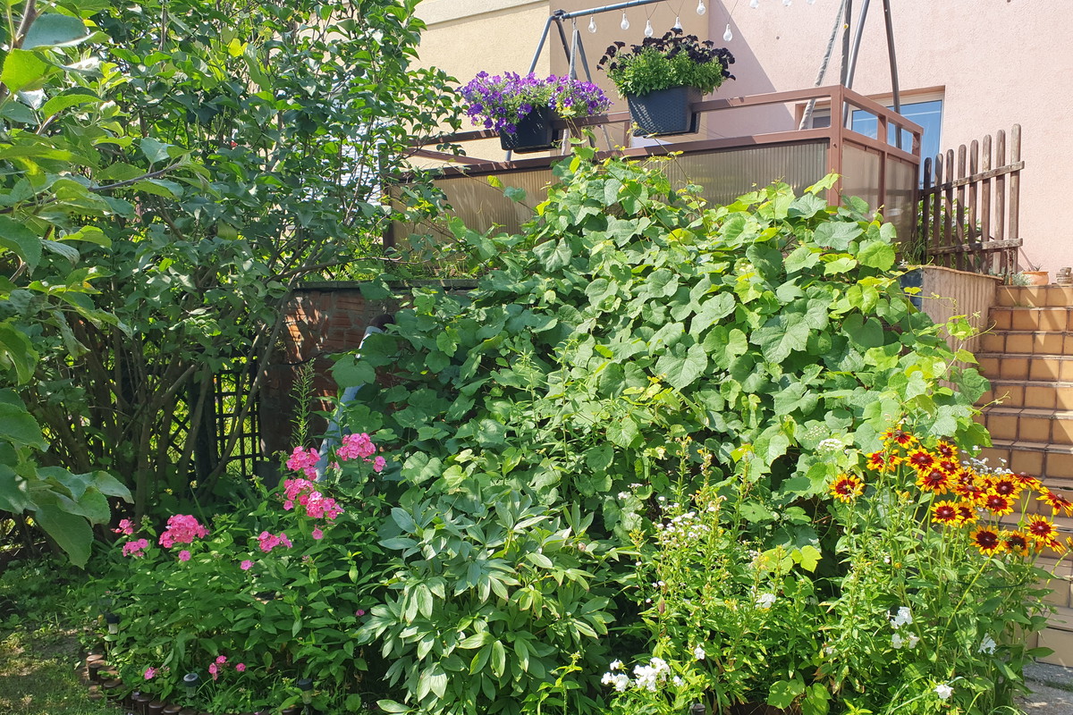 Taras w otoczeniu winorośli oraz kwiatów