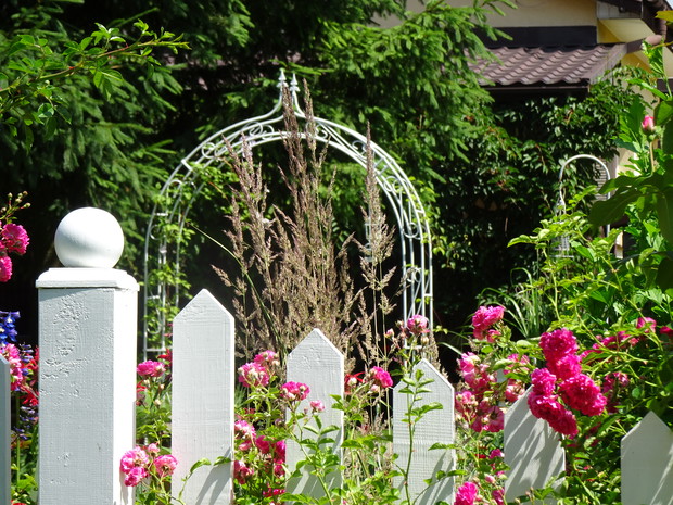 Trzcinnik w towarzystwie róż