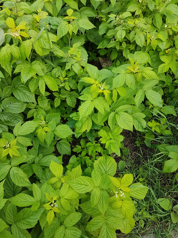 W malinowym chruśniaku