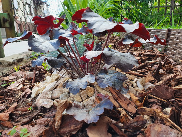 Żurawka Black Beauty.