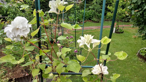 Clematis
